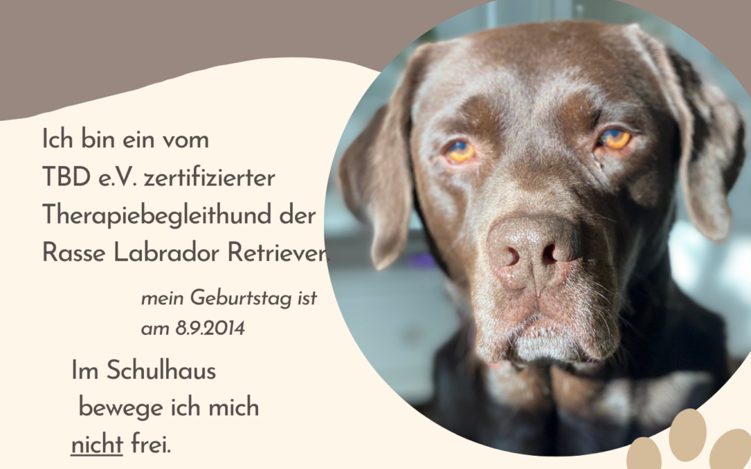 ein Schulhund am Herder-Gymnasium